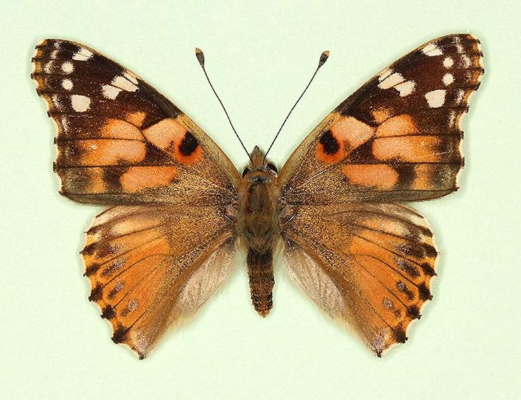 Vanessa cardui female (aberrant form cold shock 2) (Internet Image property of respective owner, non-commercial use only)